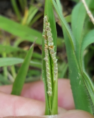 Paspalum scrobiculatum
