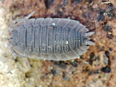 Porcellio echinatus