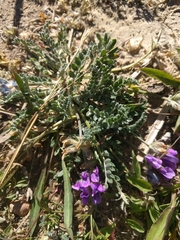 Oxytropis oreophila