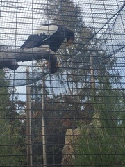 Haliaeetus