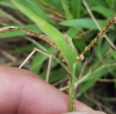 Paspalum scrobiculatum