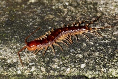 Lithobius variegatus