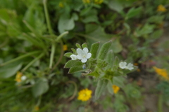 Buglossoides arvensis