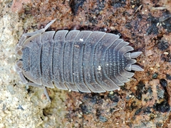 Porcellio echinatus