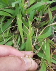 Paspalum scrobiculatum