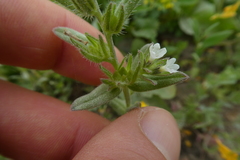 Buglossoides arvensis