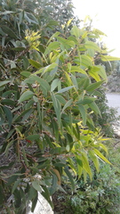 Eucalyptus cosmophylla