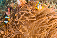 Entacmaea quadricolor