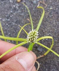 Cyperus dubius