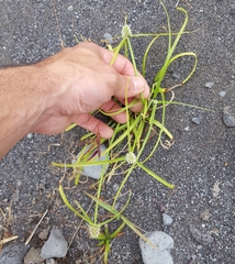 Cyperus dubius