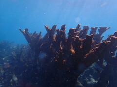 Acropora palmata