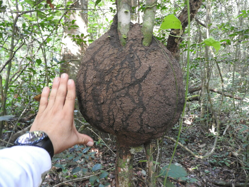 Nasutitermes ephratae
