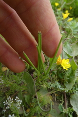 Scandix pecten-veneris