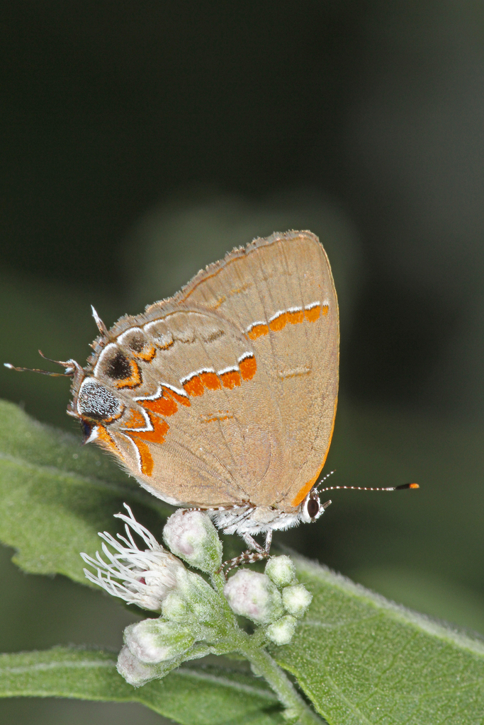 Red-banded Hairstreak in September 2012 by Ron Goetz. Visiting ...