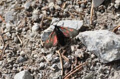 Zygaena exulans