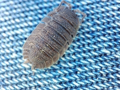 Porcellio echinatus