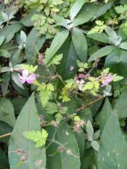Geranium robertianum