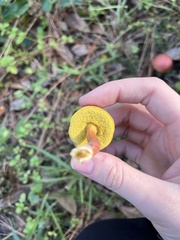 Hortiboletus rubellus image