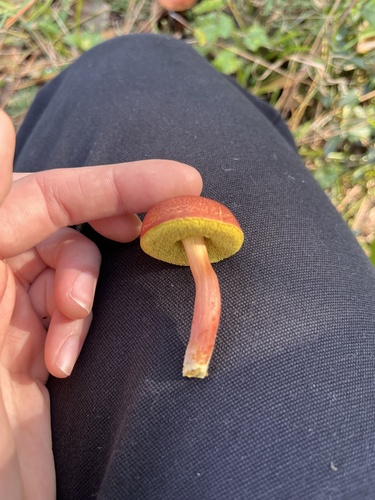 Hortiboletus rubellus image