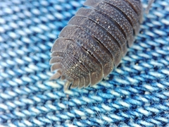 Porcellio echinatus