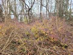 Forsythia