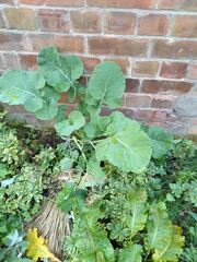Brassica oleracea