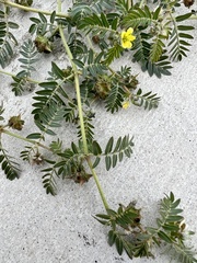 Tribulus terrestris