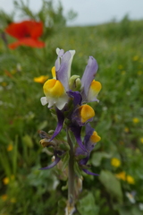 Linaria reflexa