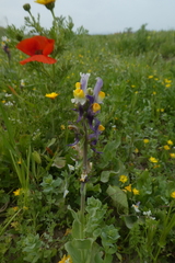 Linaria reflexa