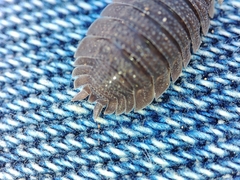 Porcellio echinatus