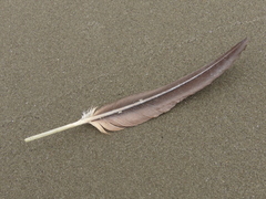 Phalacrocorax varius varius