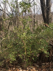 Lonicera fragrantissima