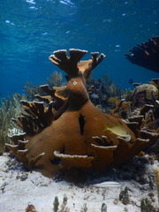Acropora palmata
