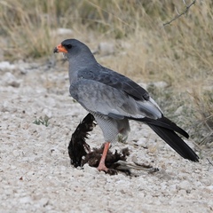 Melierax canorus argentior