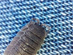 Porcellio echinatus