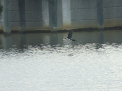 Microcarbo melanoleucos brevirostris