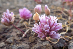 Allium cratericola