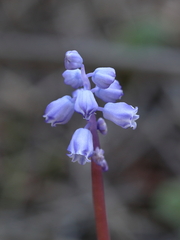 Muscari parviflorum