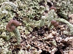 Cladonia peziziformis