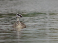 Podiceps cristatus australis