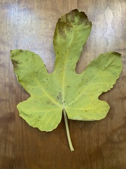 Ficus carica