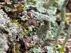Cladonia peziziformis