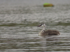 Podiceps cristatus australis