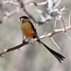 Vidua regia