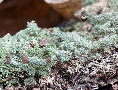 Cladonia peziziformis