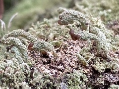 Cladonia peziziformis