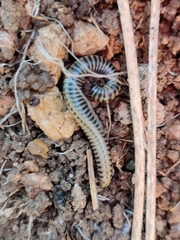 Ommatoiulus lusitanus