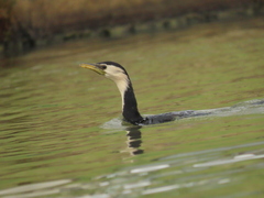 Microcarbo melanoleucos brevirostris