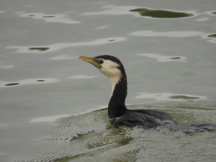 Microcarbo melanoleucos brevirostris
