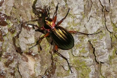 Carabus auronitens